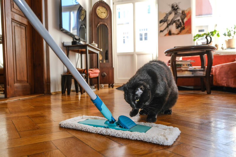 s:49:"Das Lieblingsspielzeug dieser Katze: der Wischmop";