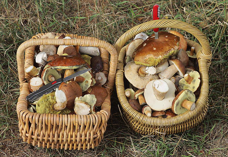 s:58:"Genuss von Wald und Wiese: Tipps für sicheres Pilzsammeln";