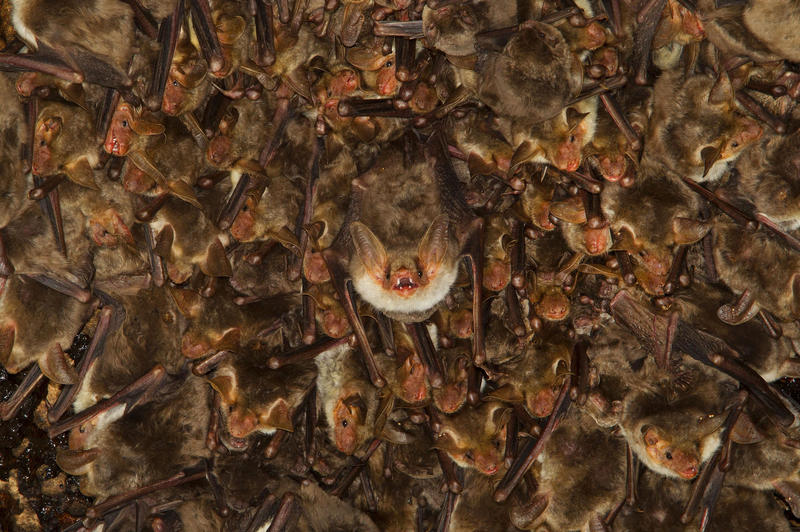 s:64:""Batnight" soll auf dramatische Lage von Fledermäusen hinweisen";