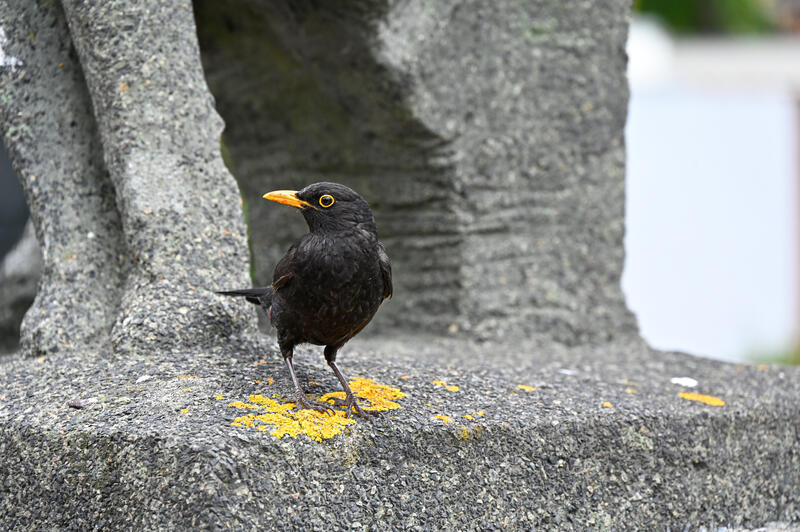 s:69:"Die Amsel ist eine der Kandidatinnen für den "Vogel des Jahres 2026"";