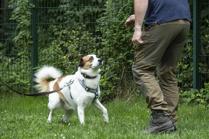 s:39:""Hunde sprechen mit dem ganzen Koerper"";