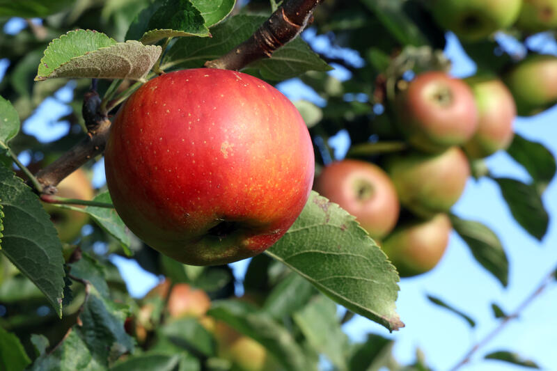 s:28:"Aepfel sind Medizin vom Baum";