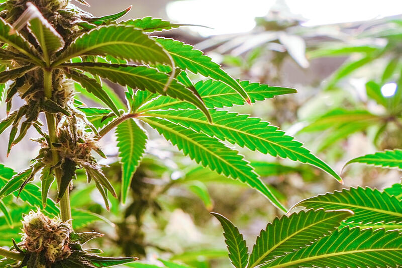 s:71:"Cannabis-Plantage des Cannabis Social Clubs "4Strains" aus Braunschweig";