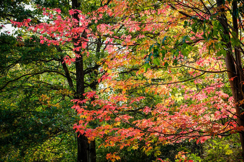s:62:"Im WeltWald im Harz koennen Besucher den Indian Summer erleben";