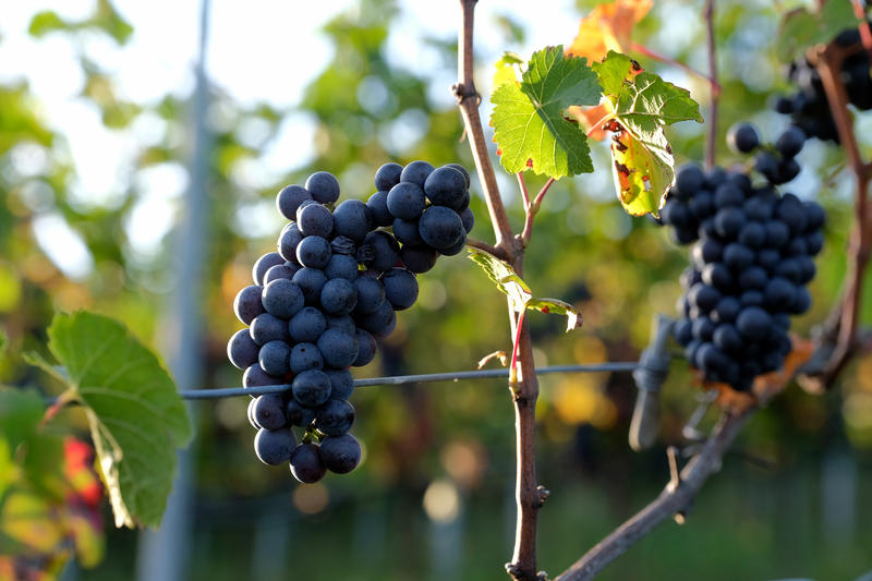 s:9:"Weinreben";