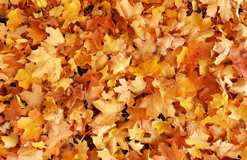 s:15:"Themenfoto Laub";