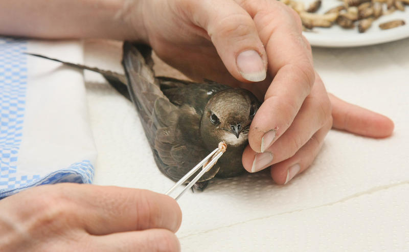 s:56:"Ein kranker Mauersegler wird mit Wachsmotten gefüttert.";
