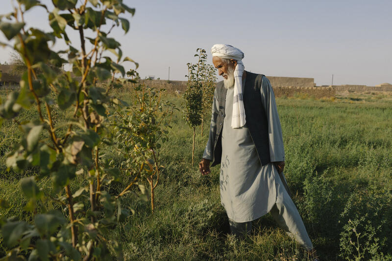 s:73:"Bauer Mohammad Amin vor seinen neu gepflanzten Obstbäumen in Afghanistan";