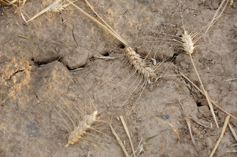 s:94:"Bei Wetterextremen stellen Hitzewellen und Stürme die größte Gefahr für Menschenleben dar.";