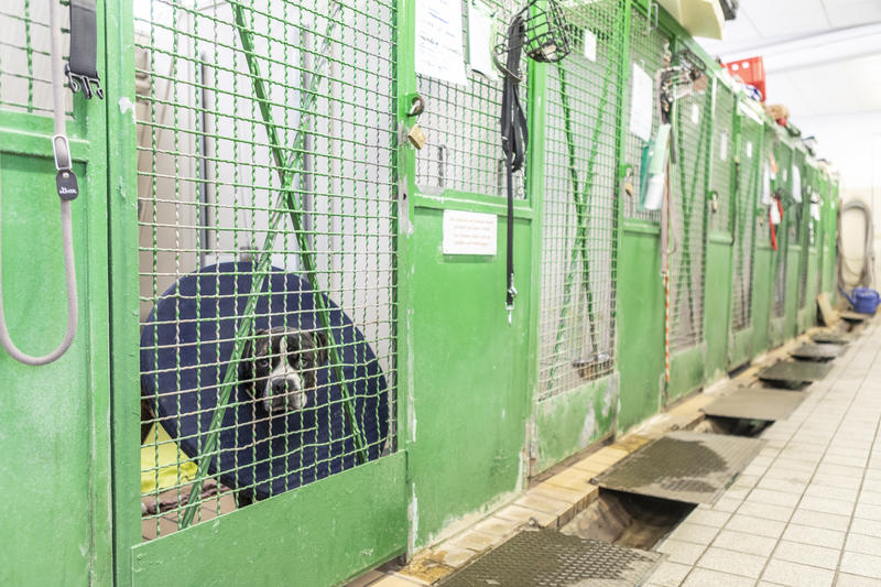 s:114:"Nach Beobachtung von Hundetrainerin Sarah Fink landen etliche "Problem-Hunde" aus dem Ausland später im Tierheim.";