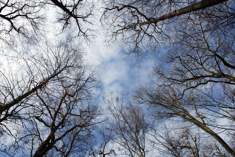 s:26:"Buchen ragen in den Himmel";