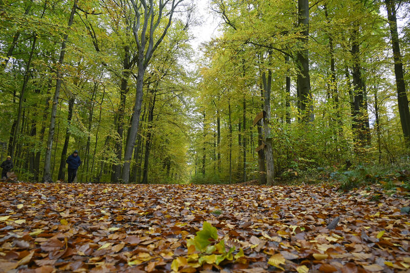 s:123:"Der Anteil schwer geschädigter Bäume mit stark verlichteter Krone sei auf 34 Prozent und damit um fünf Prozent gesunken.";