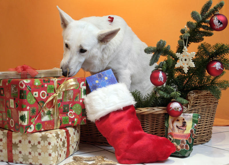 s:68:"Hund und Katze als Weihnachtsgeschenk: "Ein Tier ist kein Spielzeug"";