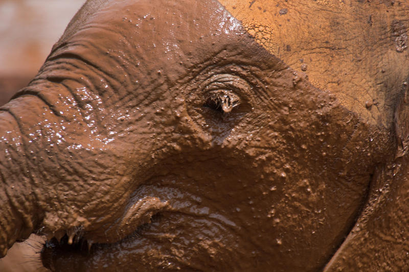 s:69:"Wildlife Photographer of the Year: Museum zeigt prämierte Naturfotos";