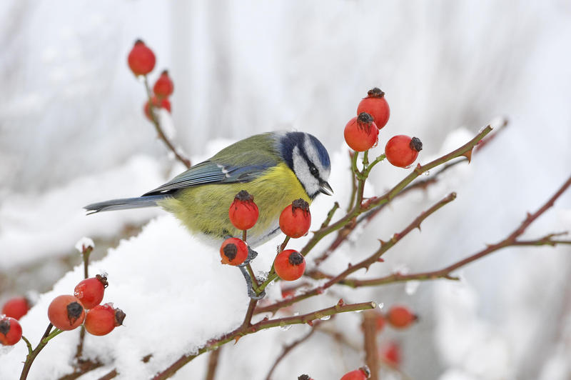 s:50:"Nabu ruft erneut zur "Stunde der Wintervögel" auf";