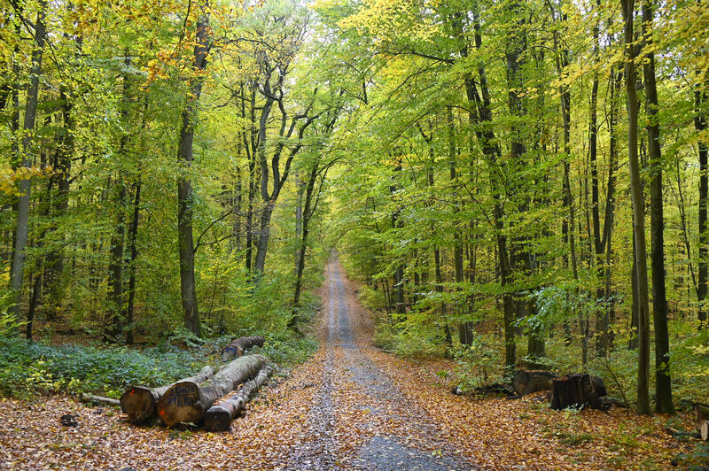 s:10:"Herbstwald";