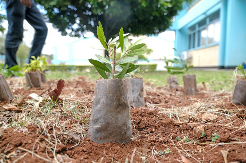 s:15:"Wasserhyazinthe";