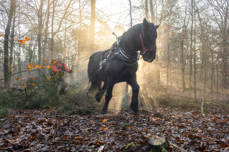 s:24:""Rueckepferd" im Einsatz";