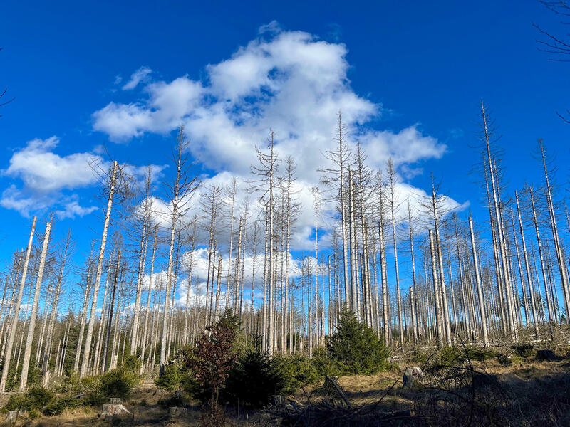 s:21:"Waldsterben im Taunus";