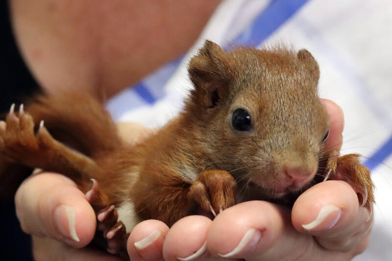 s:52:"Umweltexpertin ruft zum Schutz von Eichhörnchen auf";