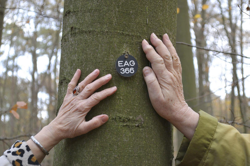 s:59:"Letzte Ruhe in der Natur: Kloster Loccum plant Waldfriedhof";
