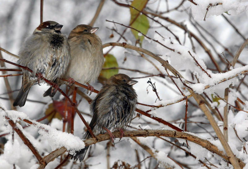 s:17:"Spatzen im Winter";
