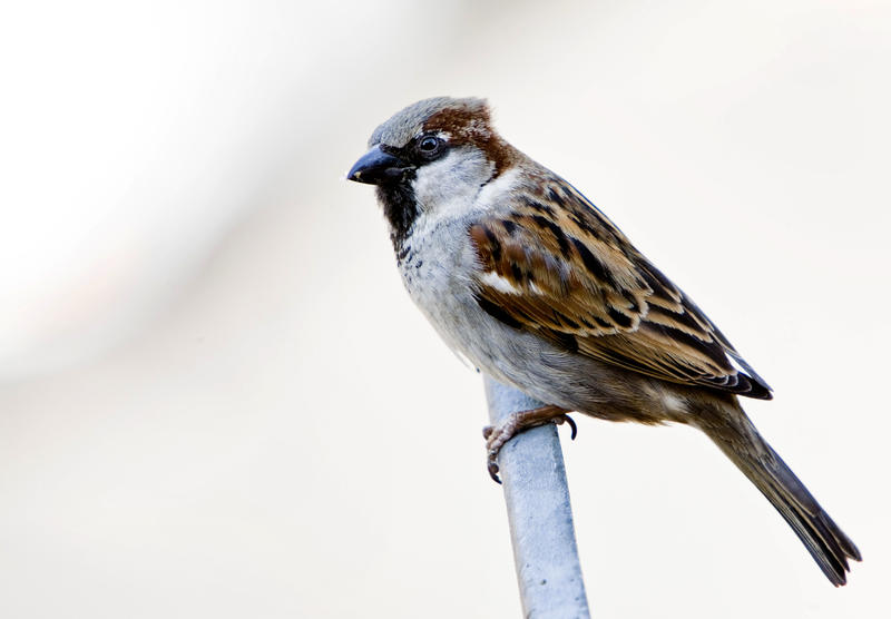 s:12:"Haussperling";