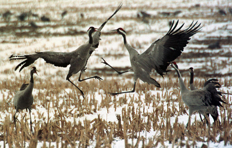 s:30:"Kraniche im Kampf (Archivbild)";