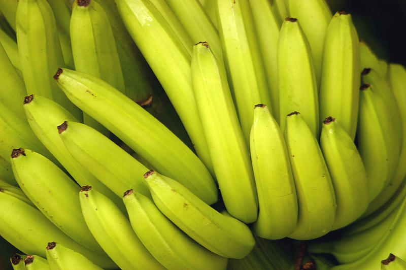 s:122:"Infolge des Lieferkettengesetzes konnten Arbeiter auf Bananenplantagen in Costa Rica bessere Arbeitsbedingungen erreichen.";