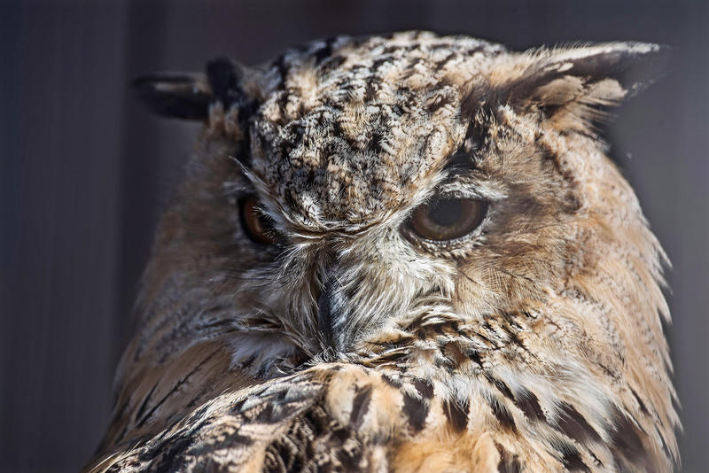 s:16:"Uhu (Symbolbild)";