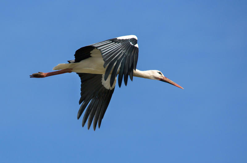 s:66:"Gesund und munter: Storch Fridolin ist wieder in Leiferde gelandet";