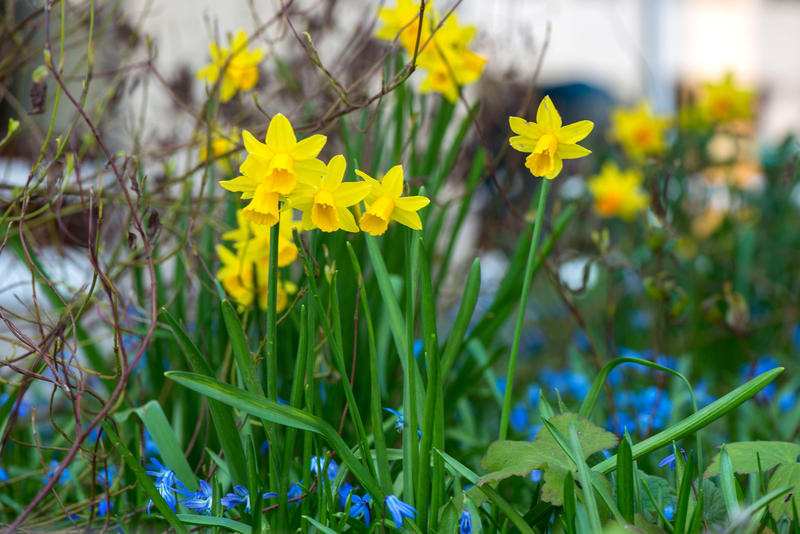 s:28:"Frühlingserwachen im Garten";