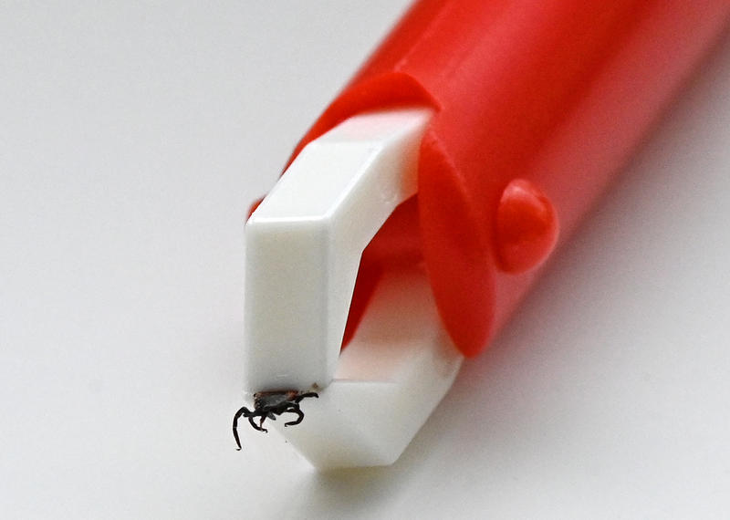 s:21:"Zecke mit Zeckenzange";