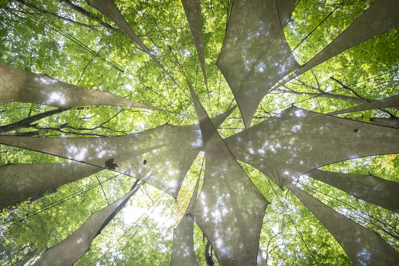 s:94:"Der hohe Waldanteil wirke sich positiv auf Klima, Umwelt und Lebensqualität aus (Archivbild).";