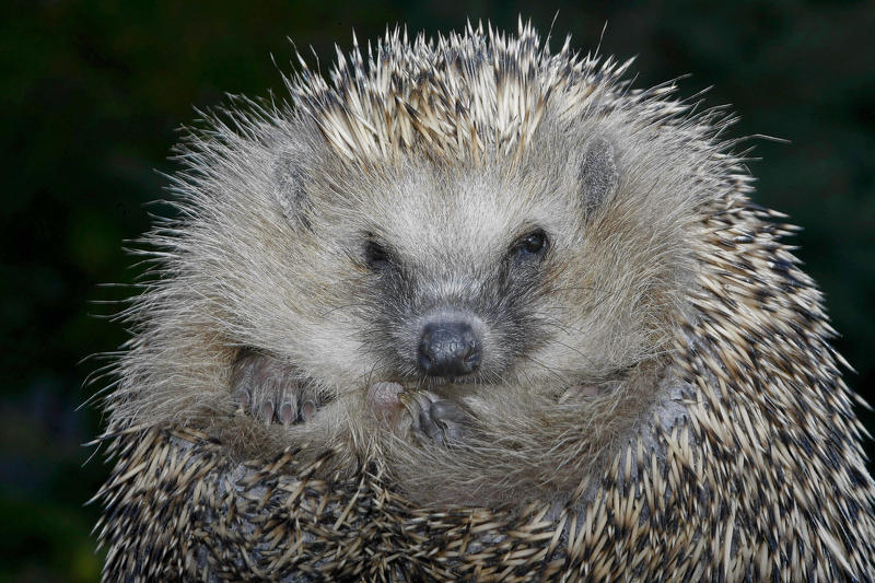 s:4:"Igel";