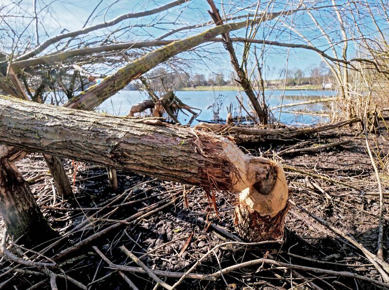 s:63:"Durch Biber abgenagte Baumstämme an einem Stausee (Symbolbild)";