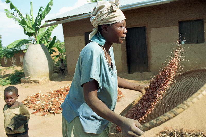 s:132:"Eine Frau siebt Hirse - ein nährstoffreiches, glutenfreies Grundnahrungsmittel, das in heißen, trockenen Regionen Afrikas gedeiht.";