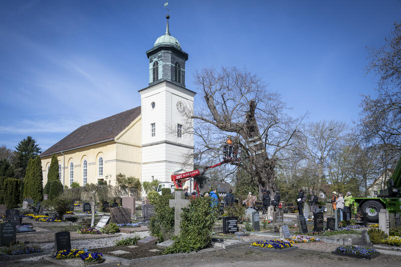 s:82:"Hilfe für die Horner Linde - Der älteste Baum Bremens wird gesichert und saniert";