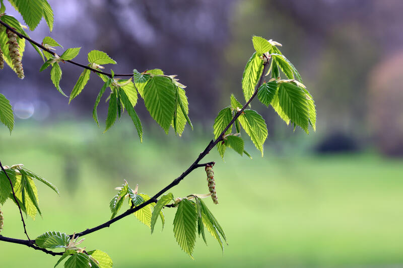 s:38:"Immer frueher: Die Baeume schlagen aus";