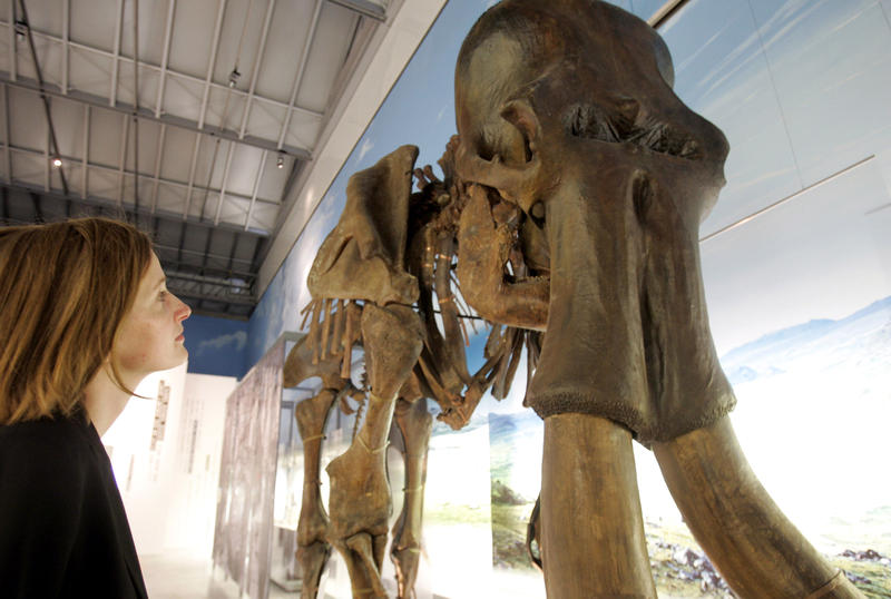 s:38:"Das Skelett eines Mammuts (Archivbild)";