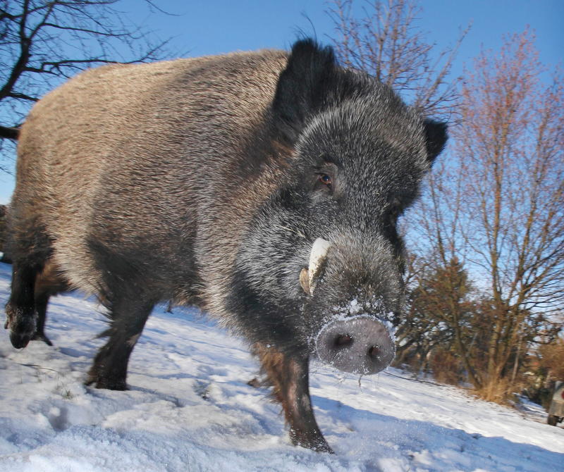 s:11:"Wildschwein";