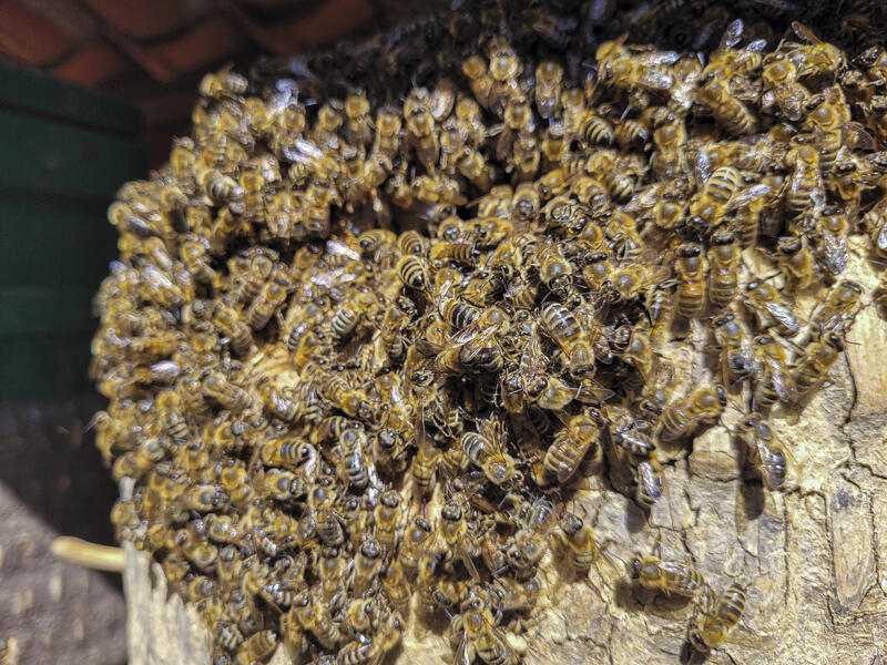 s:21:"Celler Bieneninstitut";