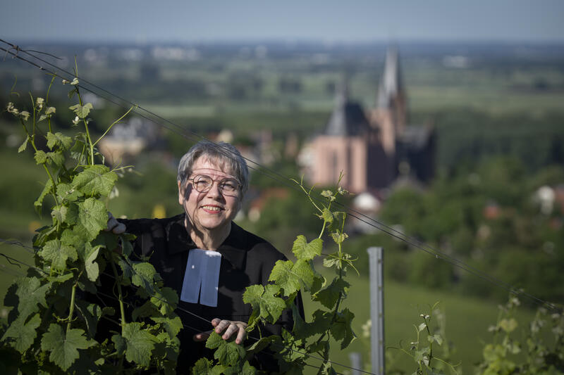 s:80:"Die Pfarrerin im Ruhestand Manuela Rimbach-Sator in den Weinbergen von Oppenheim";