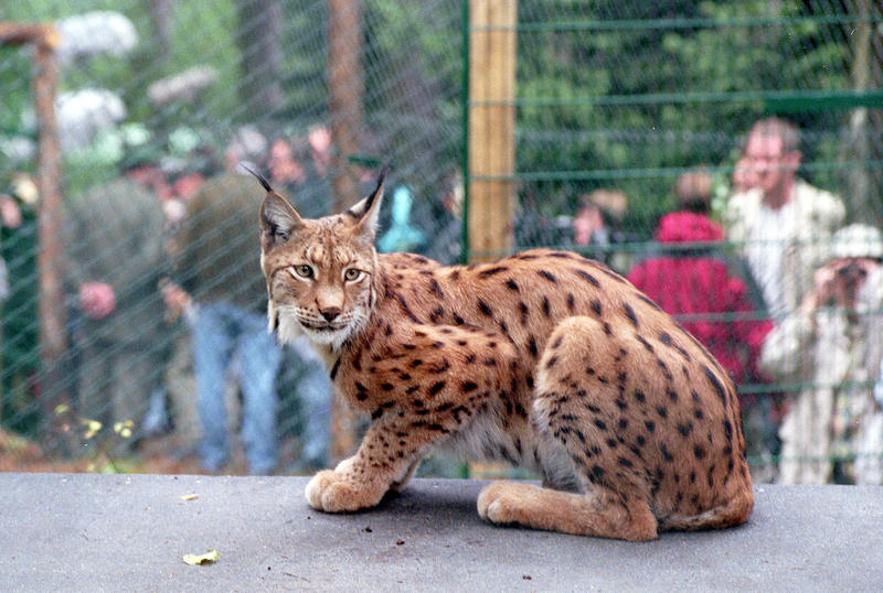 s:33:"Ein Luchs wartet auf die Freiheit";