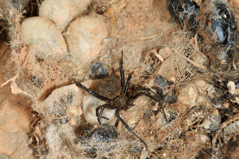 s:14:"Schwarze Witwe";