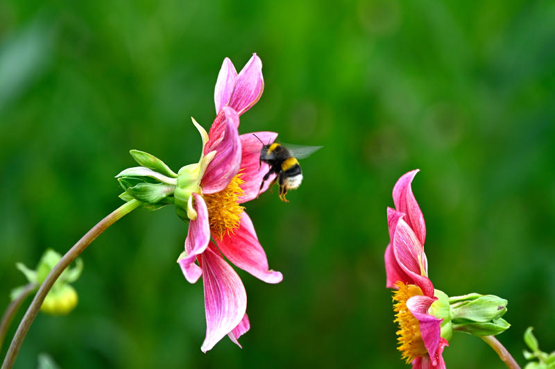 s:30:"Blumenwiese gegen Artensterben";