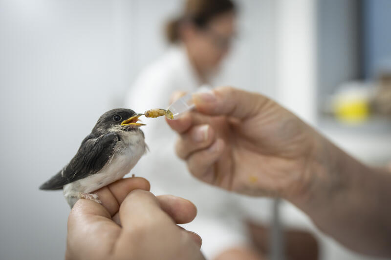 s:66:"Eine Mitarbeiterin der Vogelklinik Gießen füttert eine Schwalbe.";