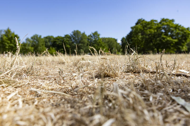 s:37:"Trockenheit, Folgen des Klimawandels.";