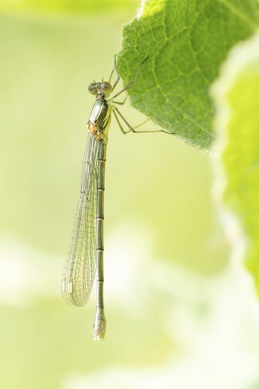 s:60:"Klimawandel: Vor allem spezialisierte Insekten-Arten bedroht";