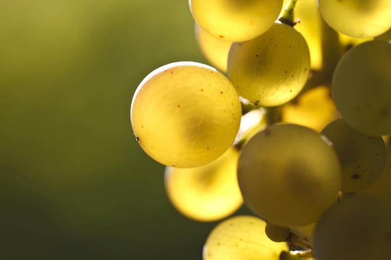 s:57:"Niedersächsische Winzer starten früh mit der Beerenlese";